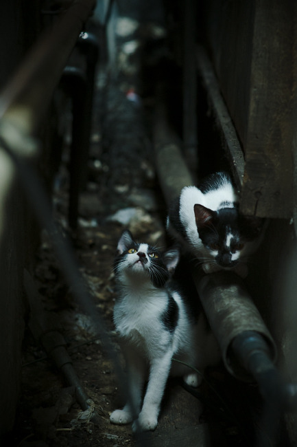 天使的最后一舞，2026世界杯迪马利亚扛起阿根廷的信念之战