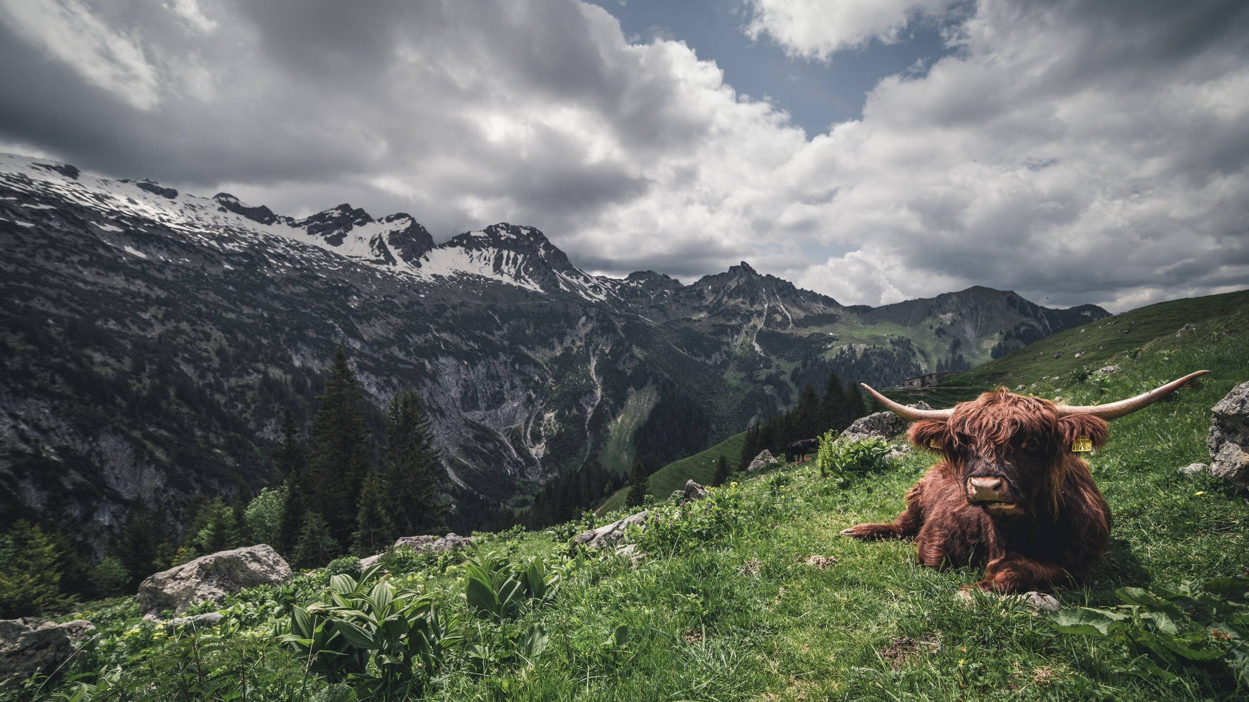 撕裂防线的格鲁吉亚弯刀与德意志铁壁，当个人天赋照亮整体战术的深渊