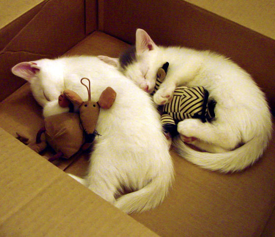 季后赛抢七焦点战,太阳爆冷骑士,唯一性的逆袭