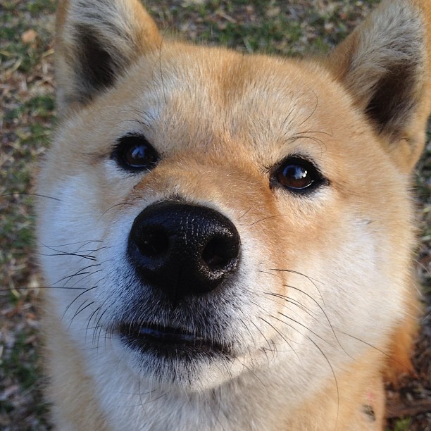 当东方巨龙遇见美利坚铁骑，布伦森冠军级表现引爆中美篮球对话