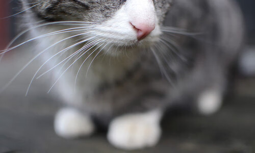 开云官网-东瀛风暴！单节三球击溃洪都拉斯，加维化身防守铁闸锁死对手