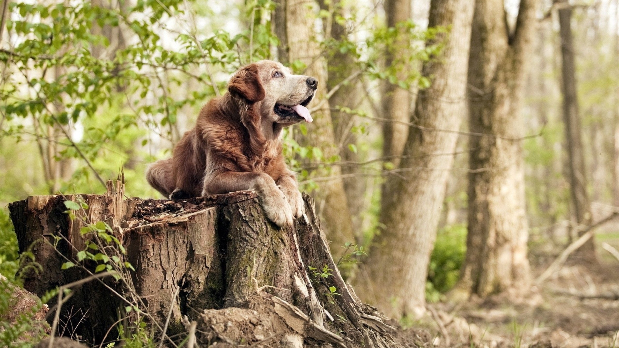 拉亚的圣战，丹麦海盗如何抢走葡萄牙的黄金时代